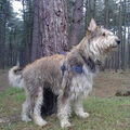 Picardische Herdershond