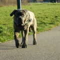 Cane Corso Italiano