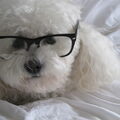 Bichon Frise