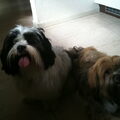 Lhasa Apso