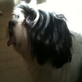 Lhasa Apso
