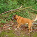 Boxer