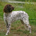 Duitse Staande Hond, Langhaar