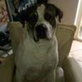 Boerboel