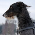 Galgo Español