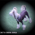 Chinese Naakthond