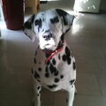 Dalmatische hond