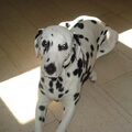Dalmatische hond