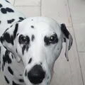 Dalmatische hond