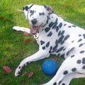 Dalmatische hond