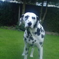 Dalmatische hond