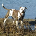 Amerikaanse Bulldog
