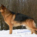 Duitse Herder