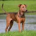 Duitse Pinscher