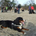 Berner Sennenhond