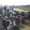 Berner Sennenhond