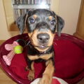 Duitse Pinscher