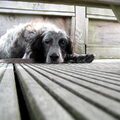 Engelse Setter