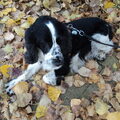 Engelse Cocker Spaniel