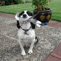 Engelse Springer Spaniel