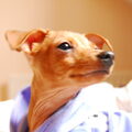 Dwergpinscher