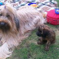Briard