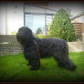 Briard