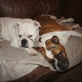 Old English Bulldog
