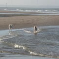 Noorse Buhund