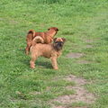 Griffon Bruxellois