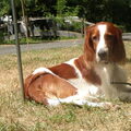 Ierse Setter