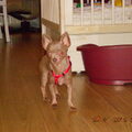 Chihuahua