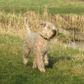 Irish Softcoated Wheaten Terriër
