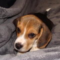 Oliver onze nieuwe Beagle pup.
