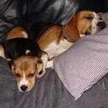 Oliver onze nieuwe Beagle pup.