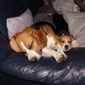 Oliver onze nieuwe Beagle pup.