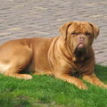 Bordeauxdog