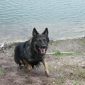 Oud Duitse Herdershond