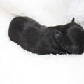 chikechihuahua