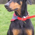 Dobermann