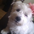 Maltezer