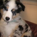 Australian Shepherd