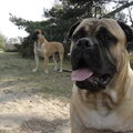 In de Duinen zitten onze mannen heerlijk rond te kijken naar alle wandelende mensen en hondjes. Ze genieten.