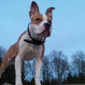 American Staffordshire Terrier