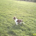 Welsh Springer Spaniel