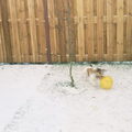 Jack Russell Terrier