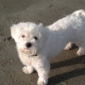Bichon Frise