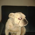 Engelse Bulldog