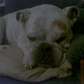 Engelse Bulldog