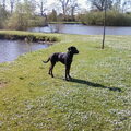 Duitse Dog